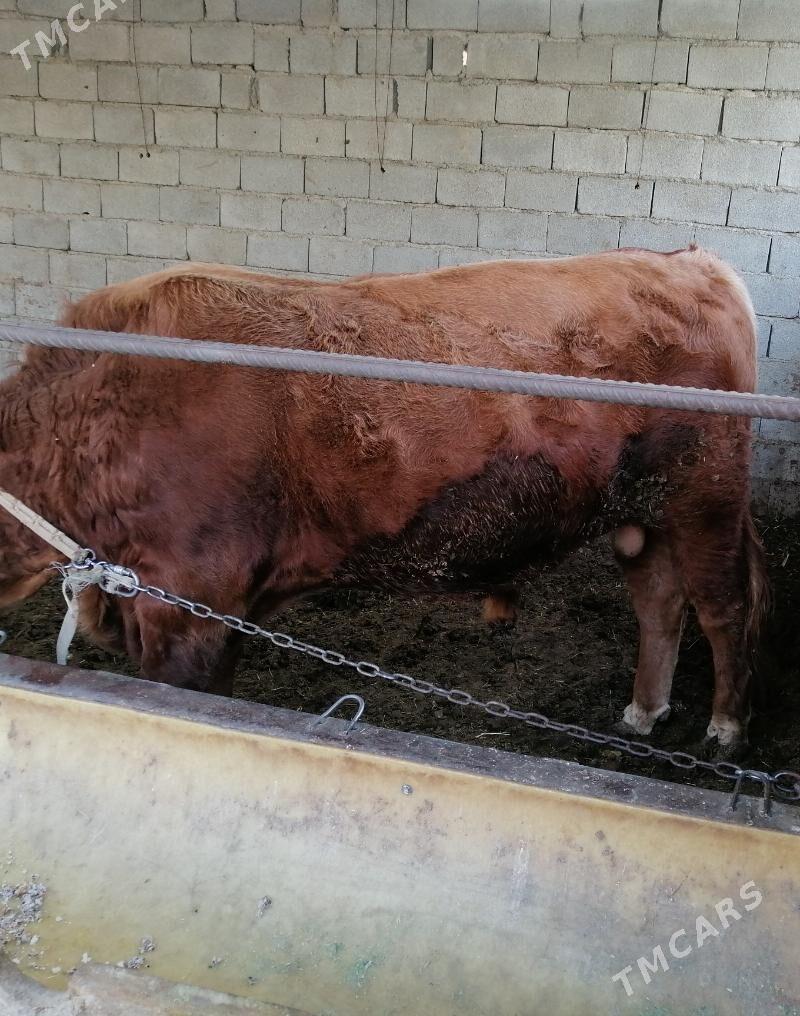 okuz - Кëши - img 1