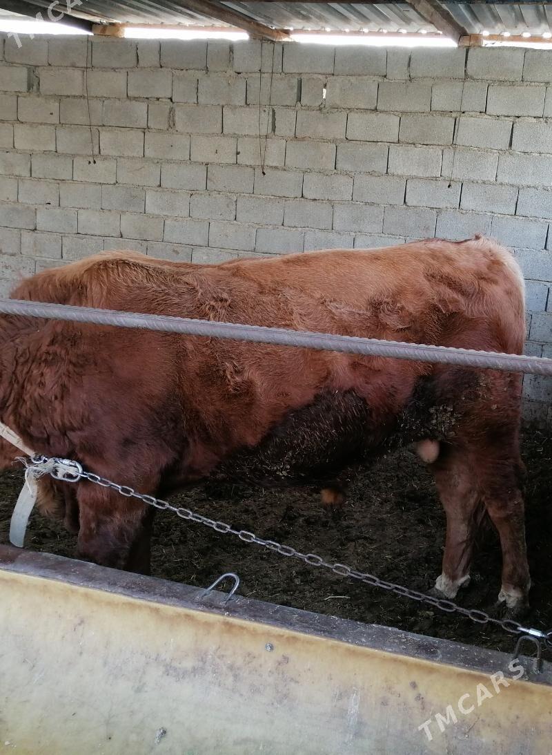 okuz - Кëши - img 2