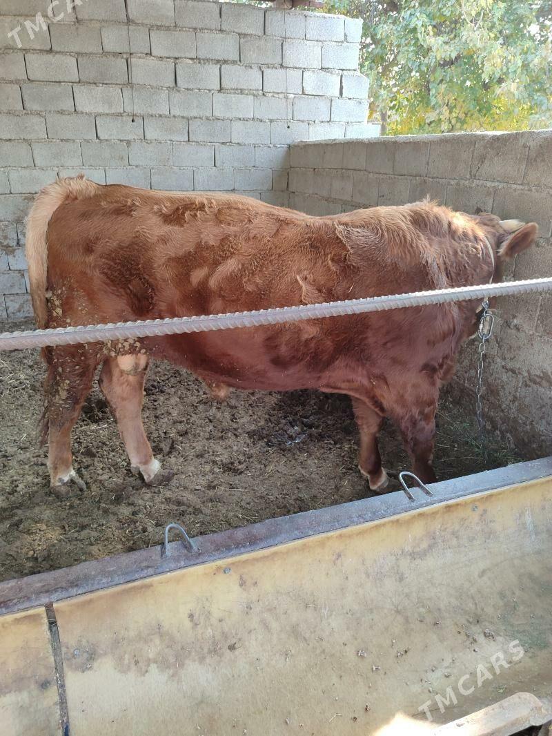 okuz - Кëши - img 6