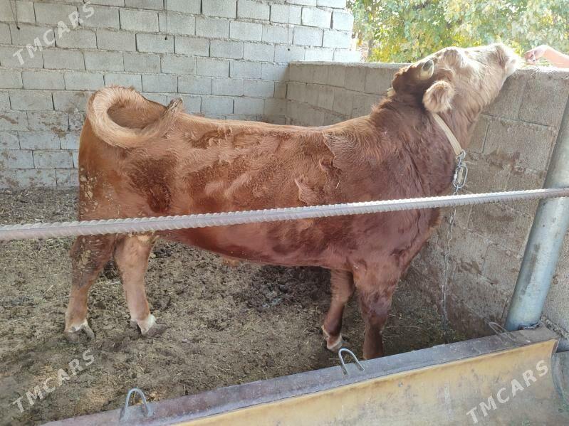 okuz - Кëши - img 5