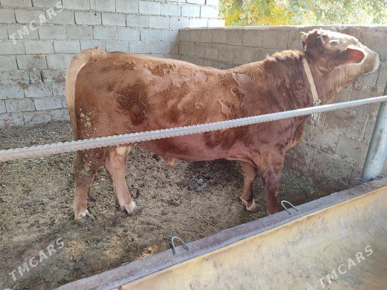 okuz - Кëши - img 7