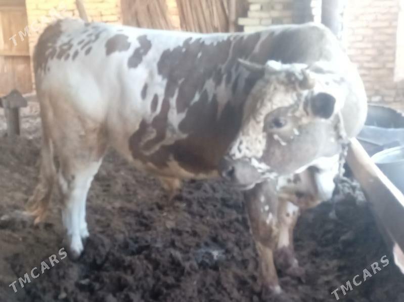 õküz - Sakar - img 2