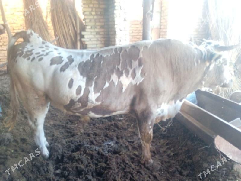 õküz - Sakar - img 3