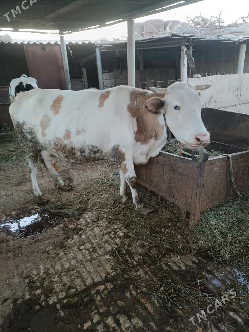 Сыгыр - Гёкдепе - img 2