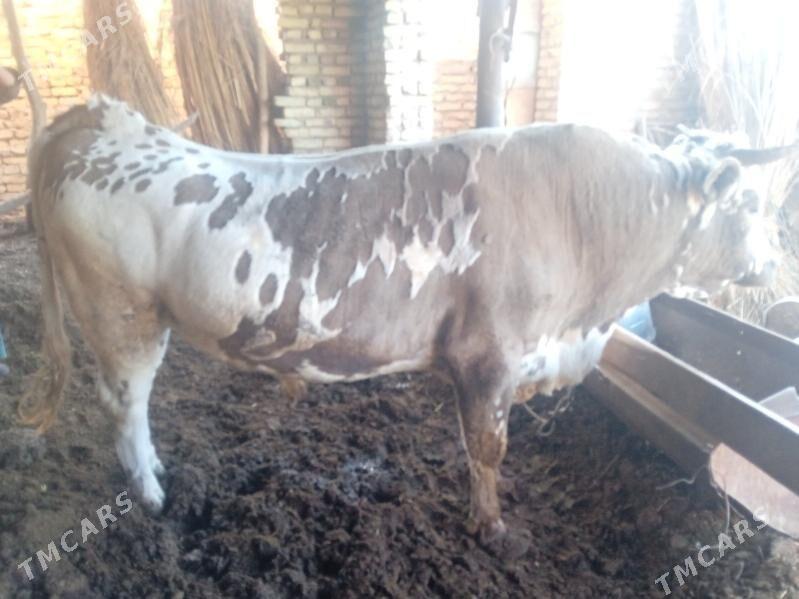 õküz - Sakar - img 5