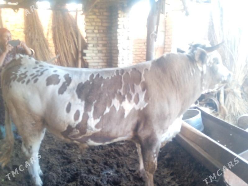 õküz - Sakar - img 4