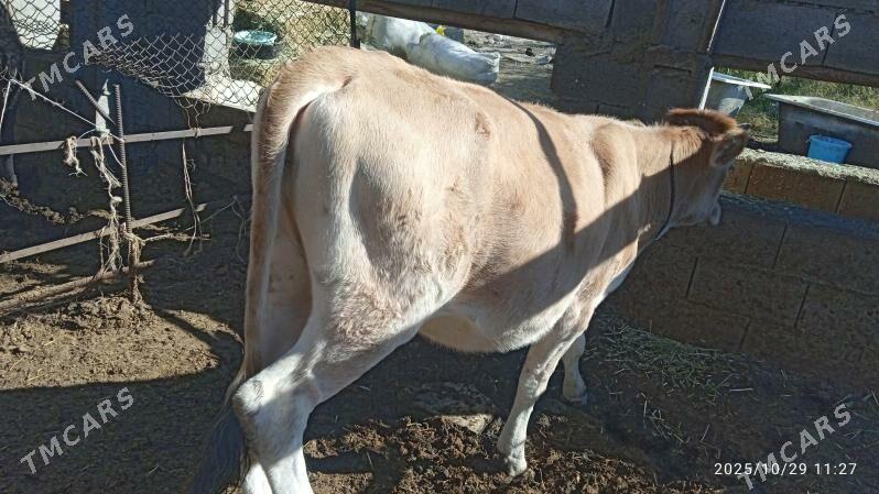 gysyr,sygyr,tuwe - Бахарден - img 5