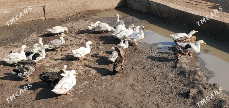 Ördek gak gak - Теджен - img 2