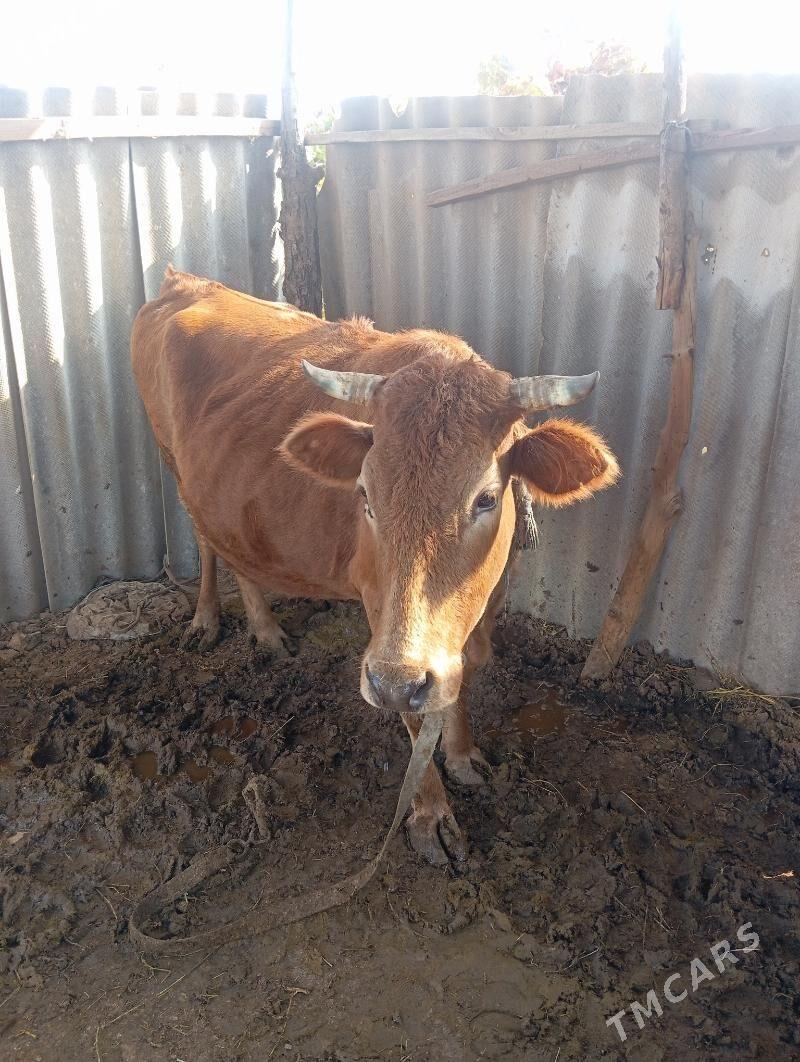 bakylan sygyr - Сакарчага - img 1