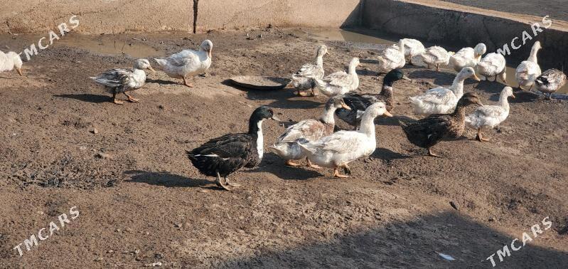 Ördek gak gak - Теджен - img 3