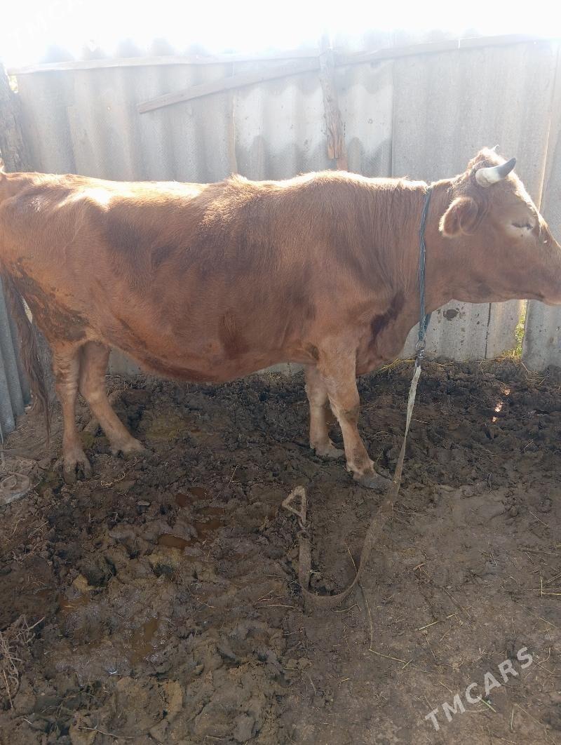 bakylan sygyr - Сакарчага - img 2