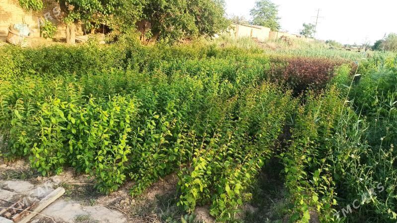 SAPYLAN NAHAL - Baýramaly - img 3