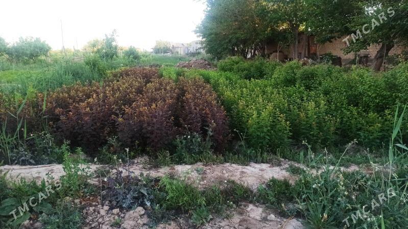 SAPYLAN NAHAL - Baýramaly - img 2