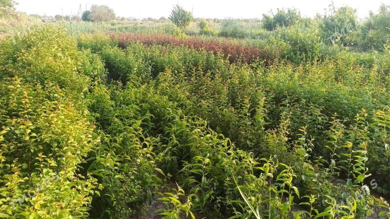 SAPYLAN NAHAL - Baýramaly - img 4