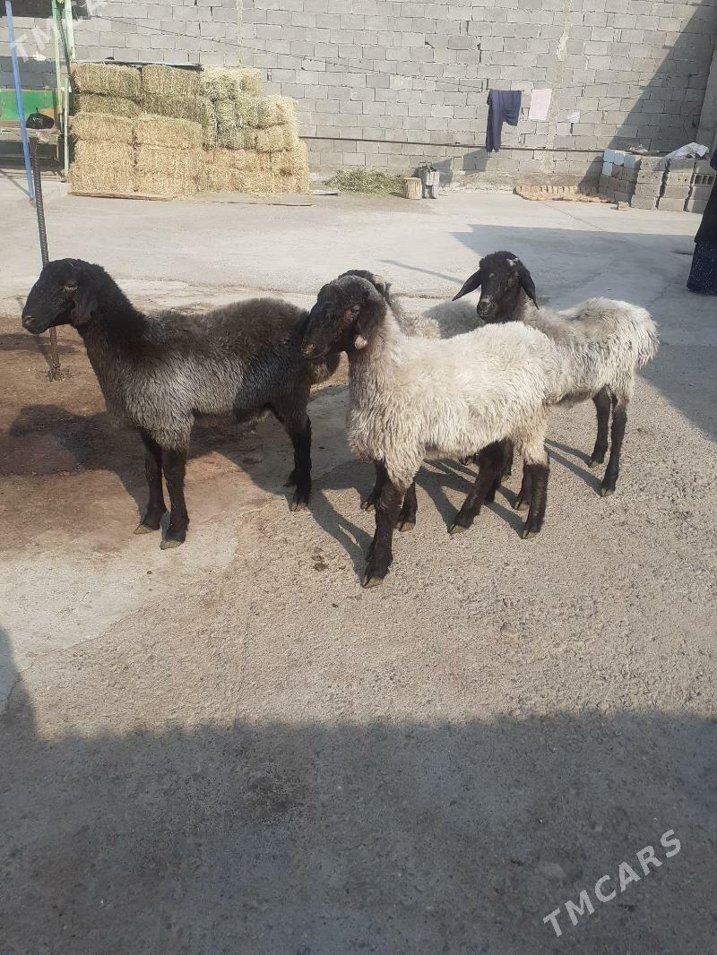 Tokli - Гарадамак Шор - img 2