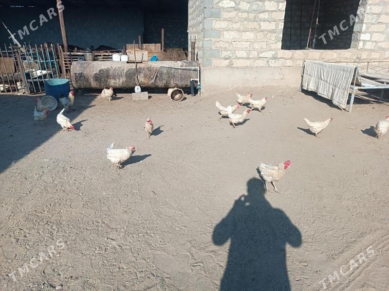 towuk - Gumdag - img 3