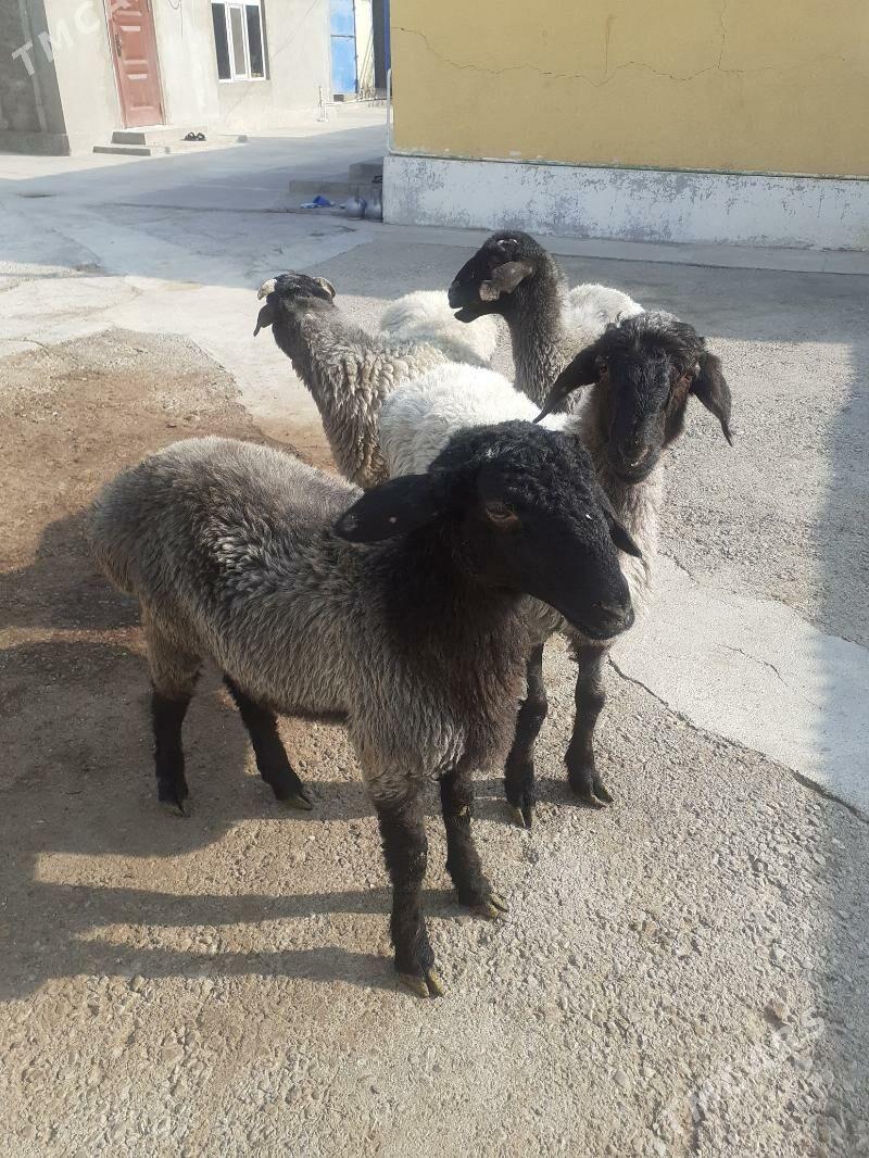 Tokli - Гарадамак Шор - img 1