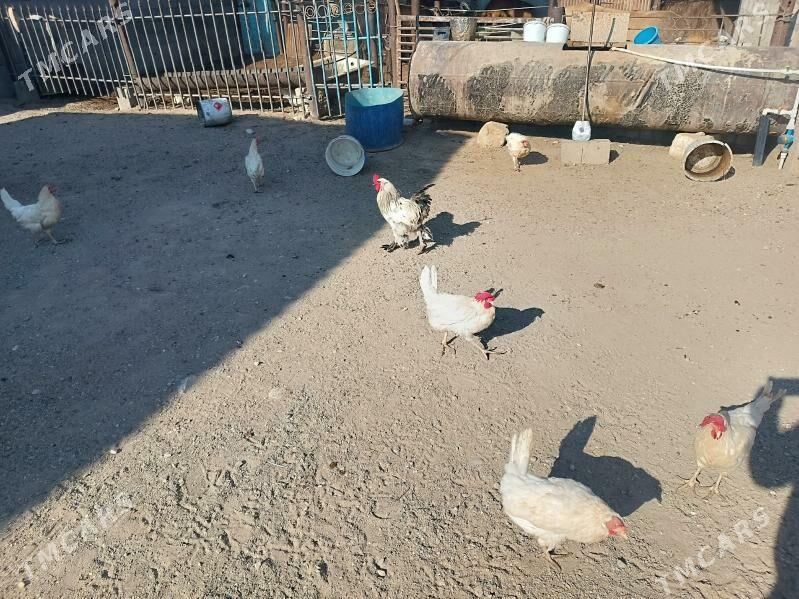 towuk - Gumdag - img 2