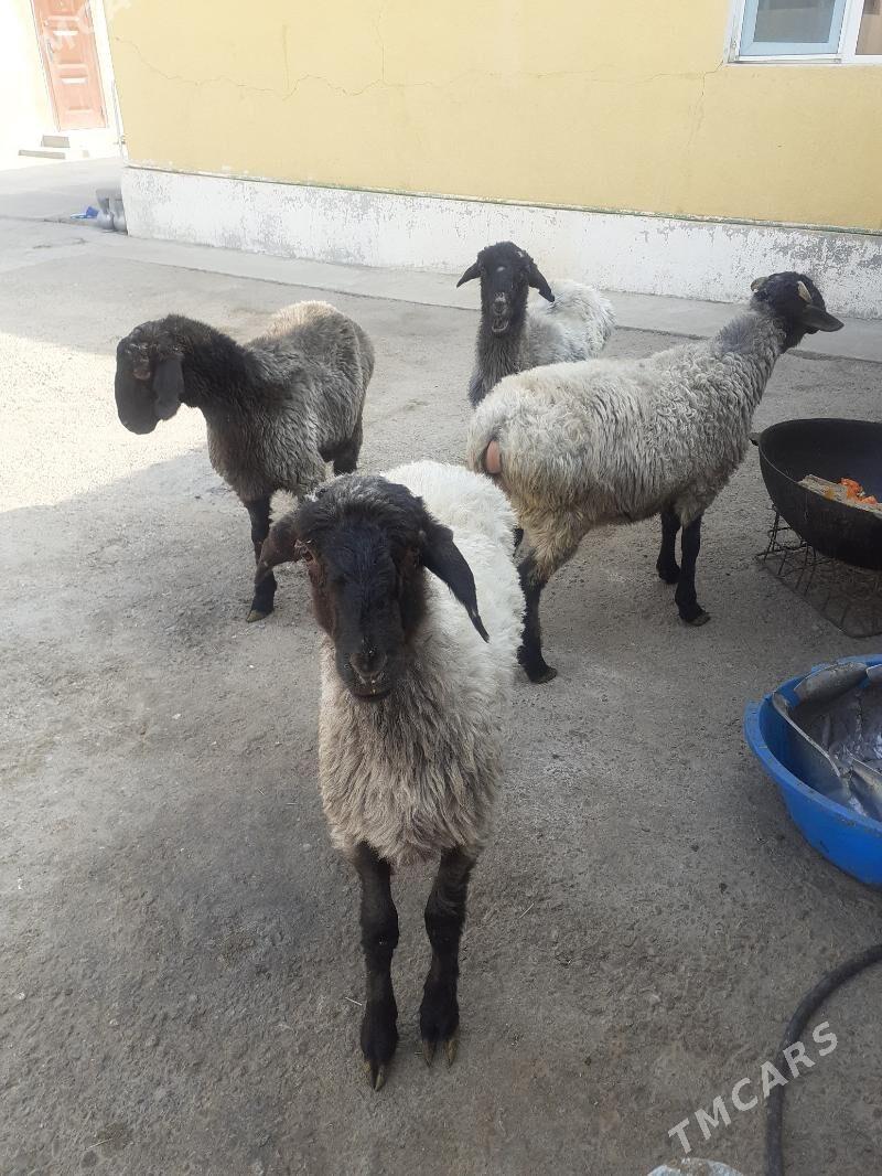 Tokli - Гарадамак Шор - img 3