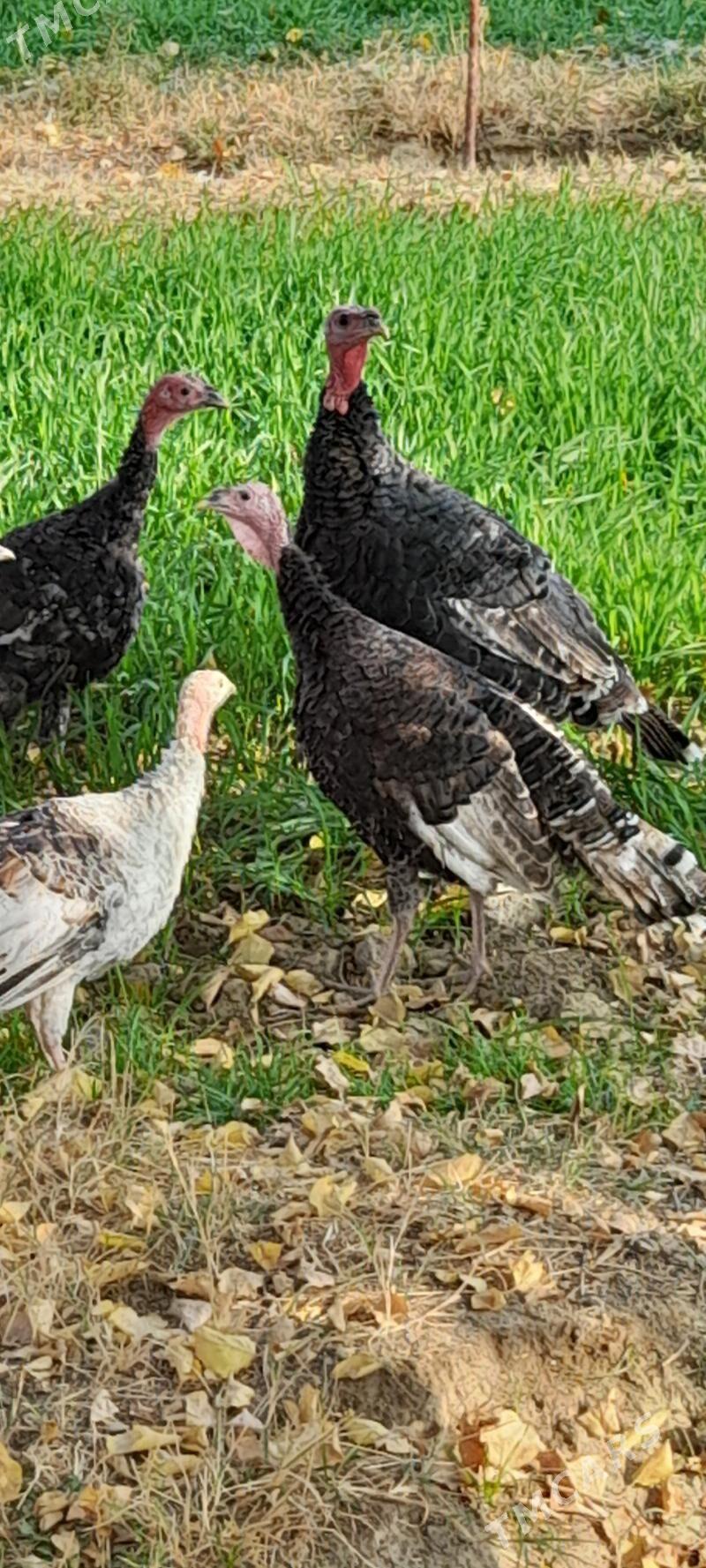 induklar - Bäherden - img 2