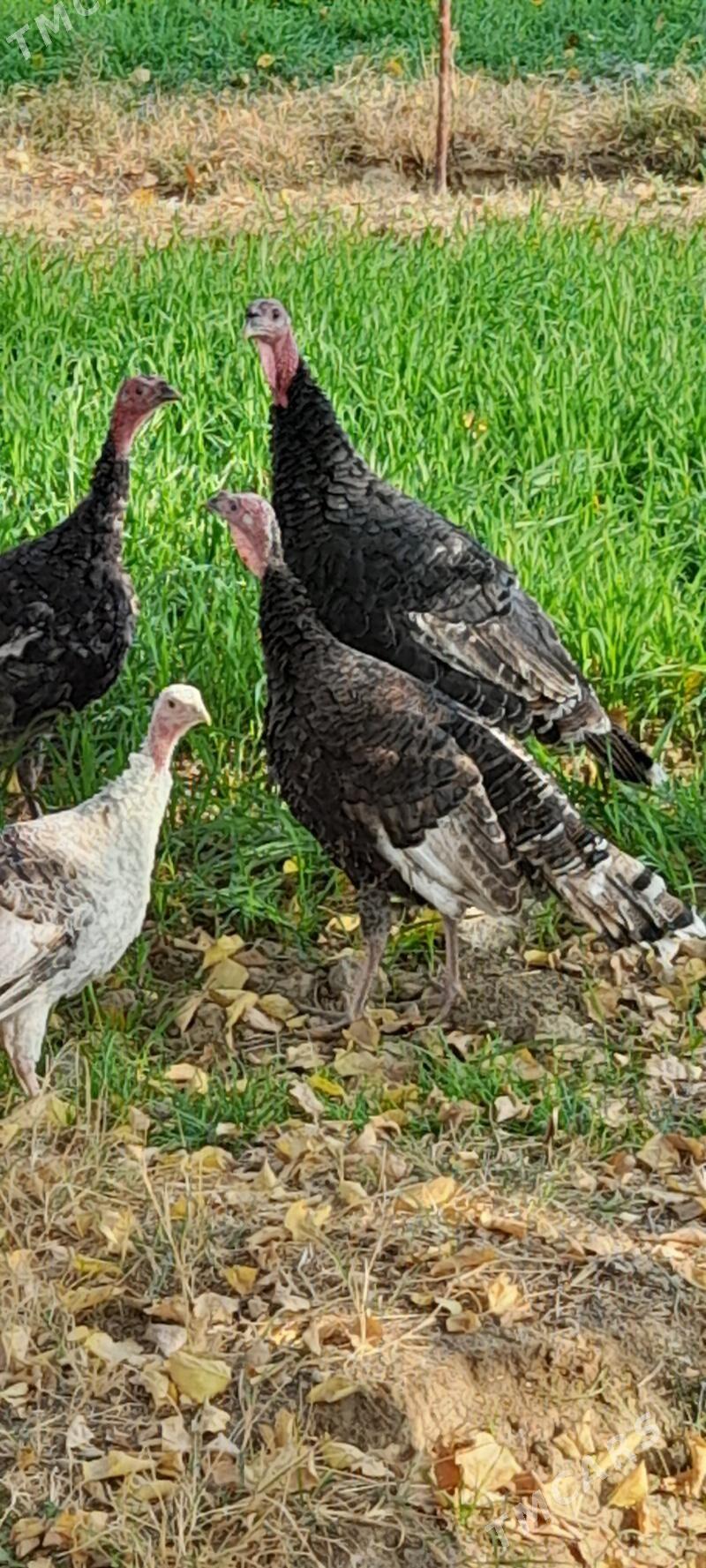 induklar - Bäherden - img 3