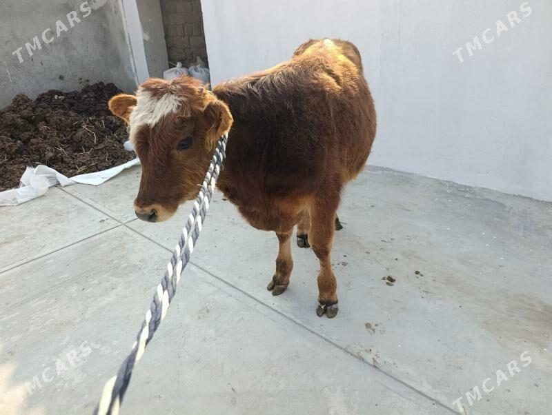 okuz - Гарадамак - img 3