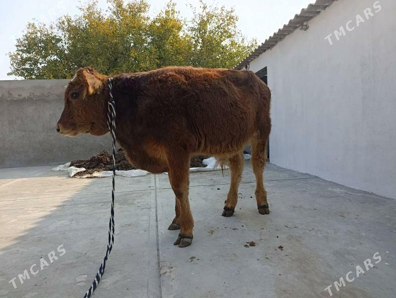 okuz - Гарадамак - img 2