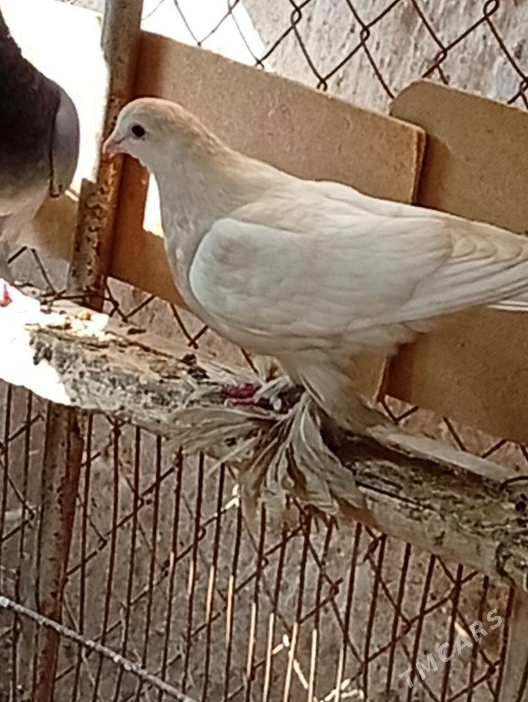 Kepderi. - Aşgabat - img 2