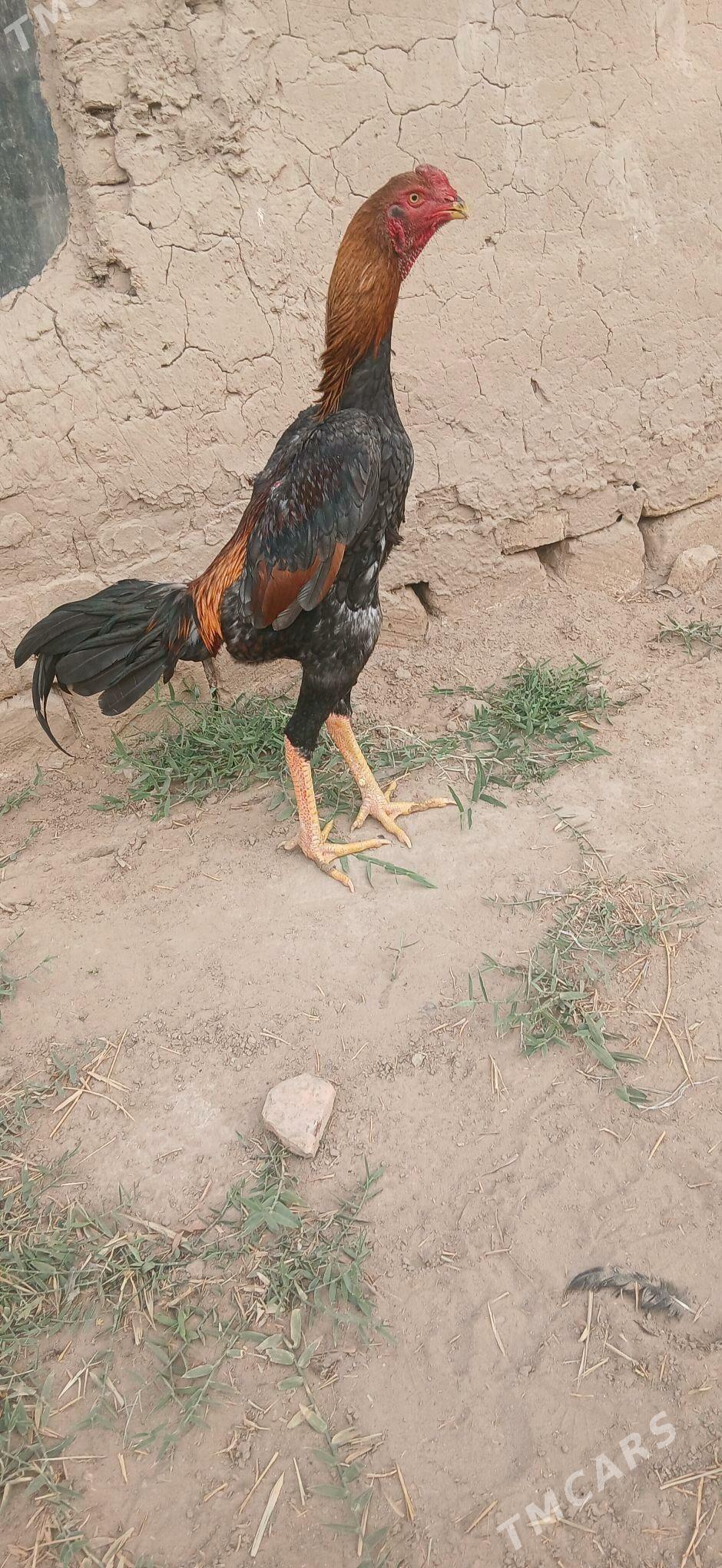 Baýsow horaz - Сакарчага - img 3