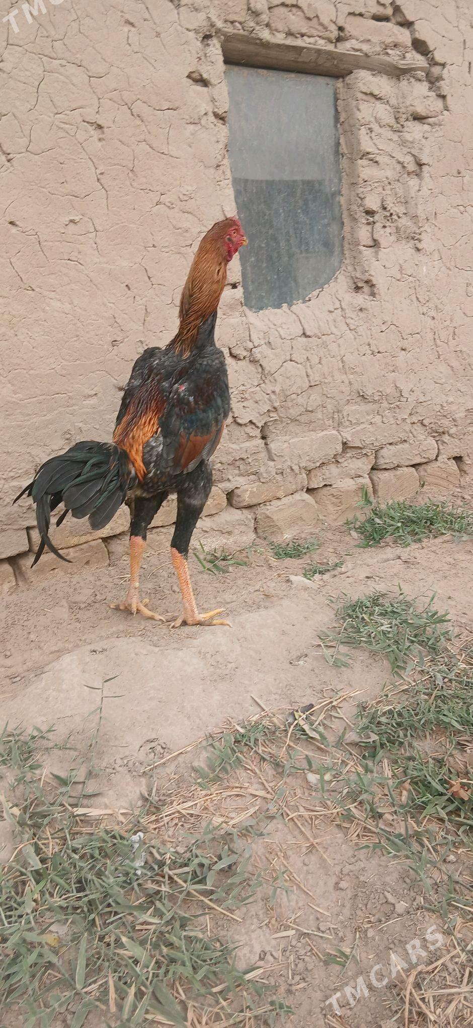 Baýsow horaz - Сакарчага - img 4