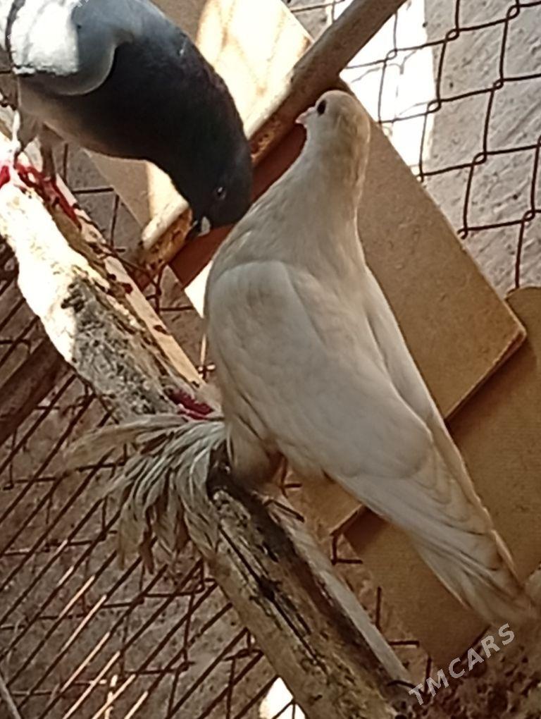 Kepderi. - Aşgabat - img 4