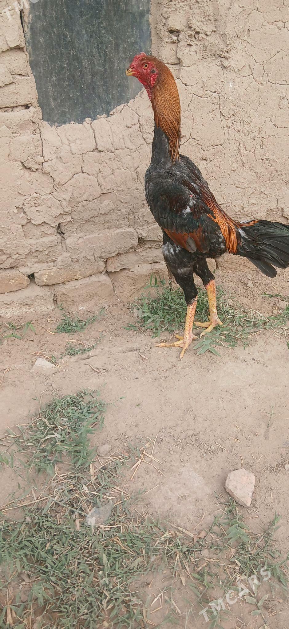 Baýsow horaz - Сакарчага - img 2