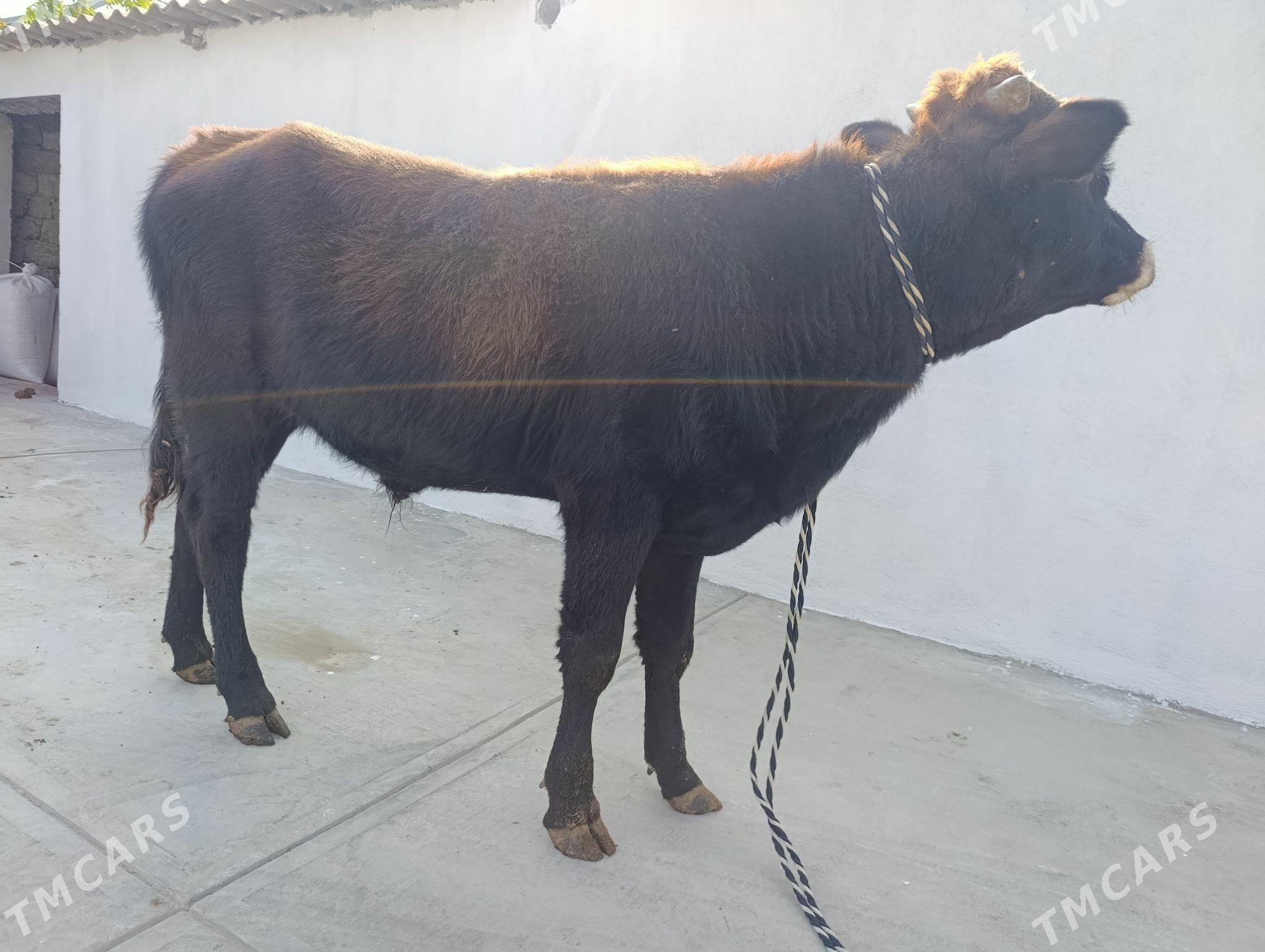 okuz - Гарадамак - img 3