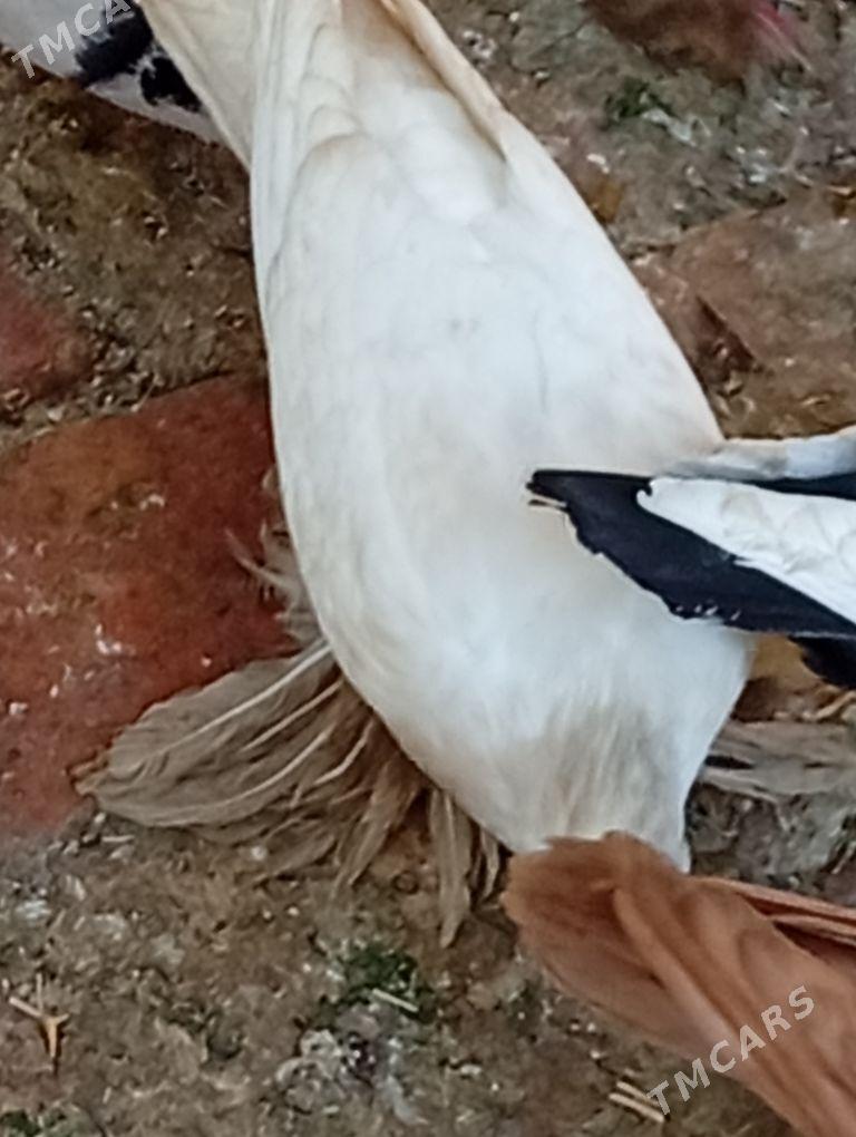 Kepderi. - Aşgabat - img 6