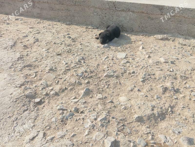 It Awcarka - Gyzylarbat - img 3