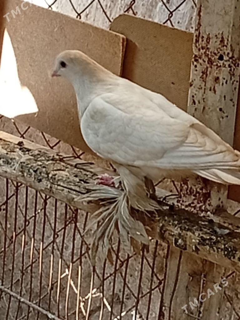 Kepderi. - Aşgabat - img 3