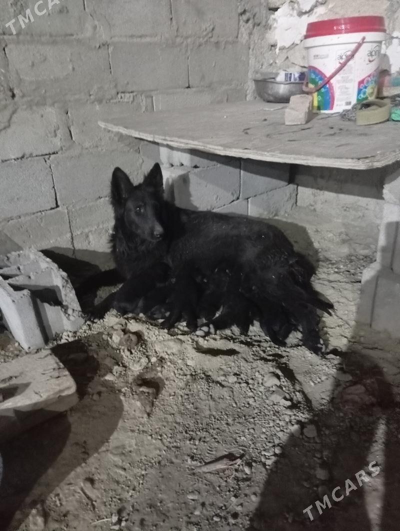 It Awcarka - Gyzylarbat - img 2