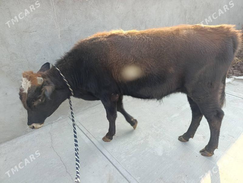 okuz - Гарадамак - img 2