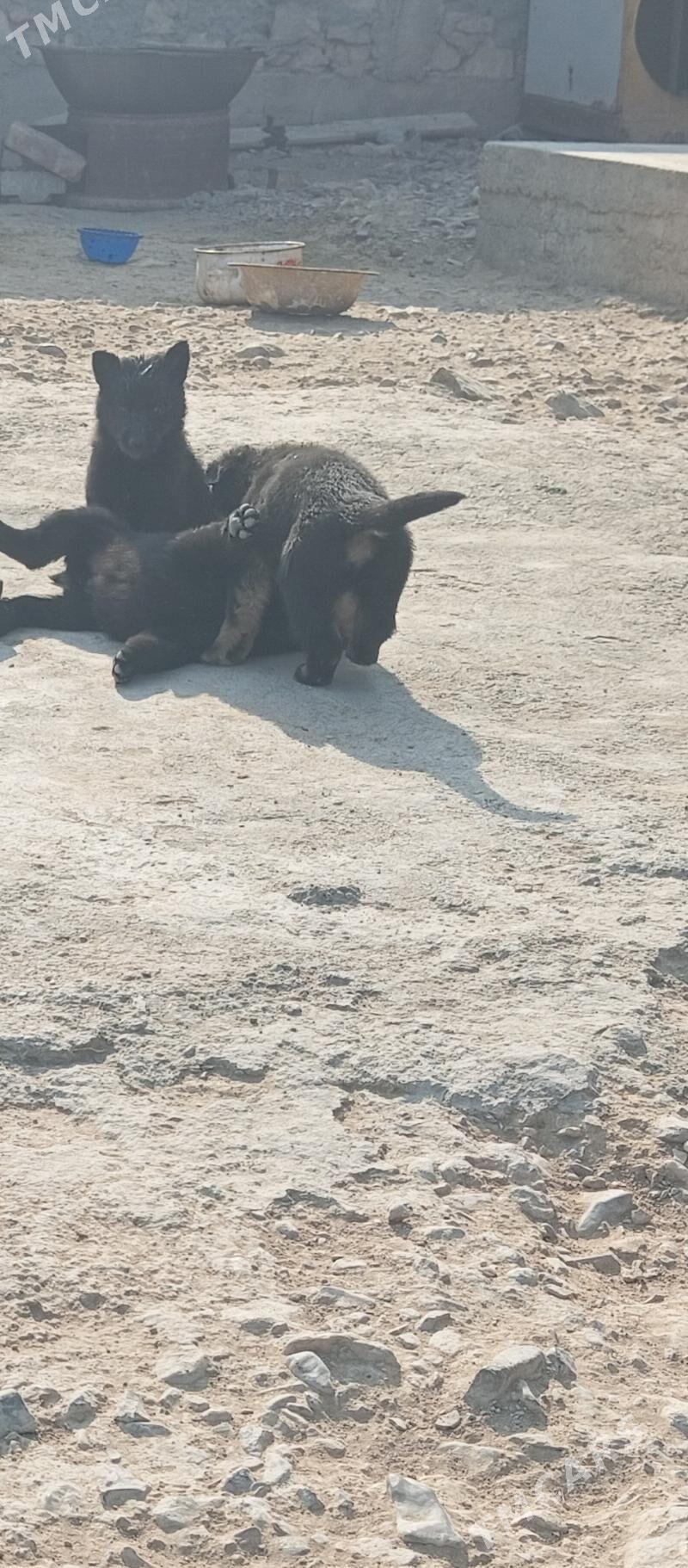 It Awcarka - Gyzylarbat - img 5