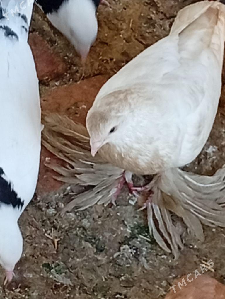 Kepderi. - Aşgabat - img 5