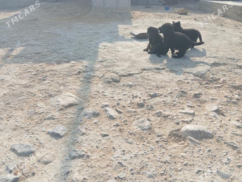 It Awcarka - Gyzylarbat - img 4