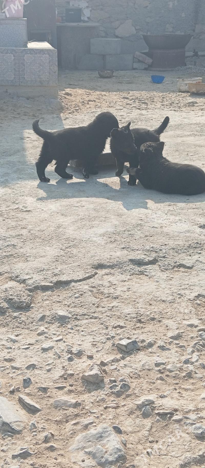 It Awcarka - Gyzylarbat - img 7