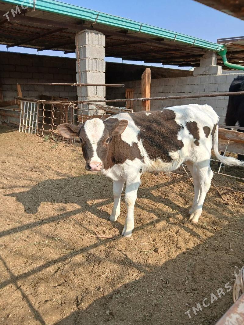 okuzçe - Гёкдепе - img 2