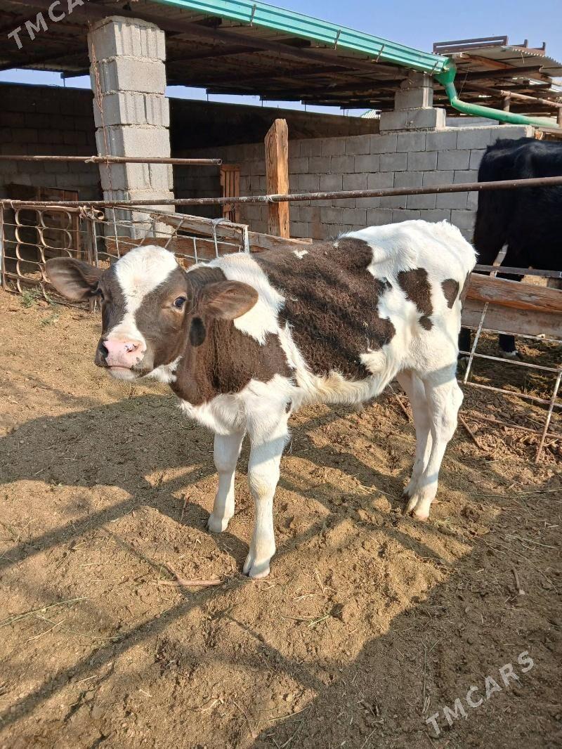 okuzçe - Гёкдепе - img 1