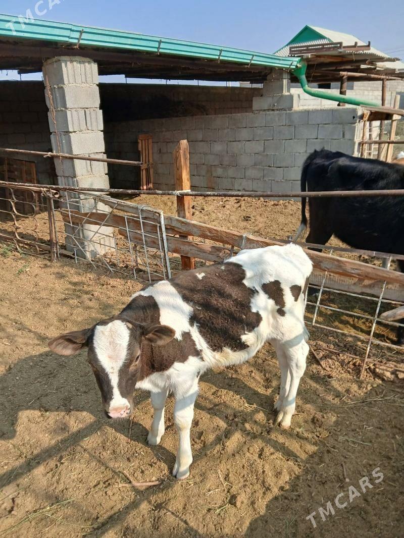 okuzçe - Гёкдепе - img 3