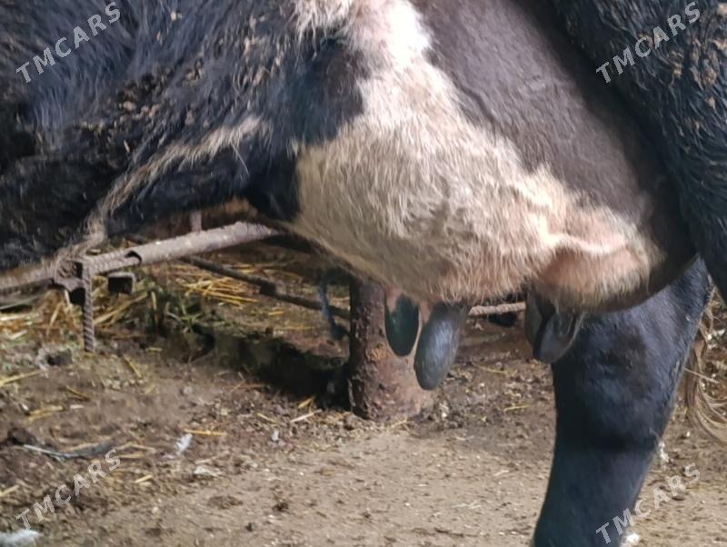 Саглык - Туркменабат - img 3