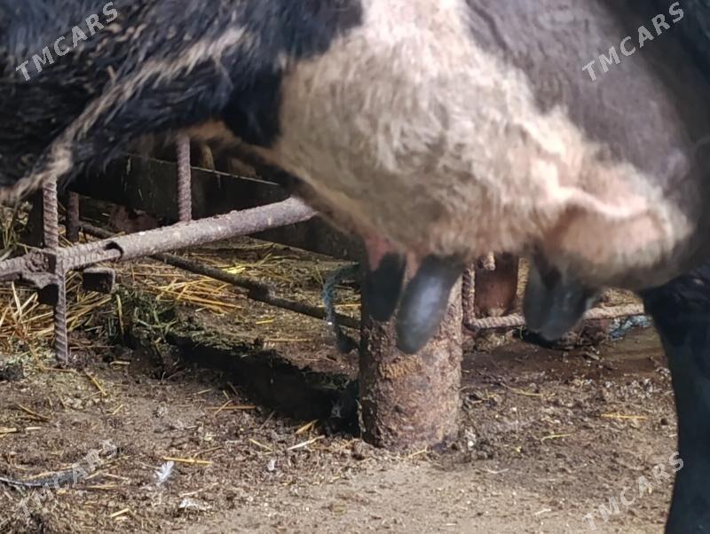 Саглык - Туркменабат - img 2