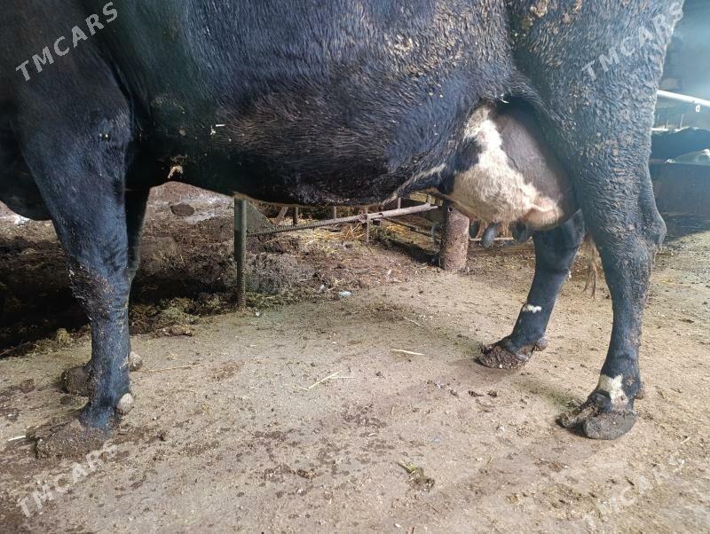 Саглык - Туркменабат - img 5