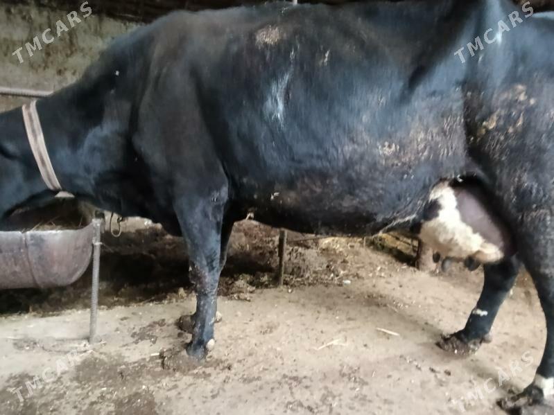 Саглык - Туркменабат - img 7