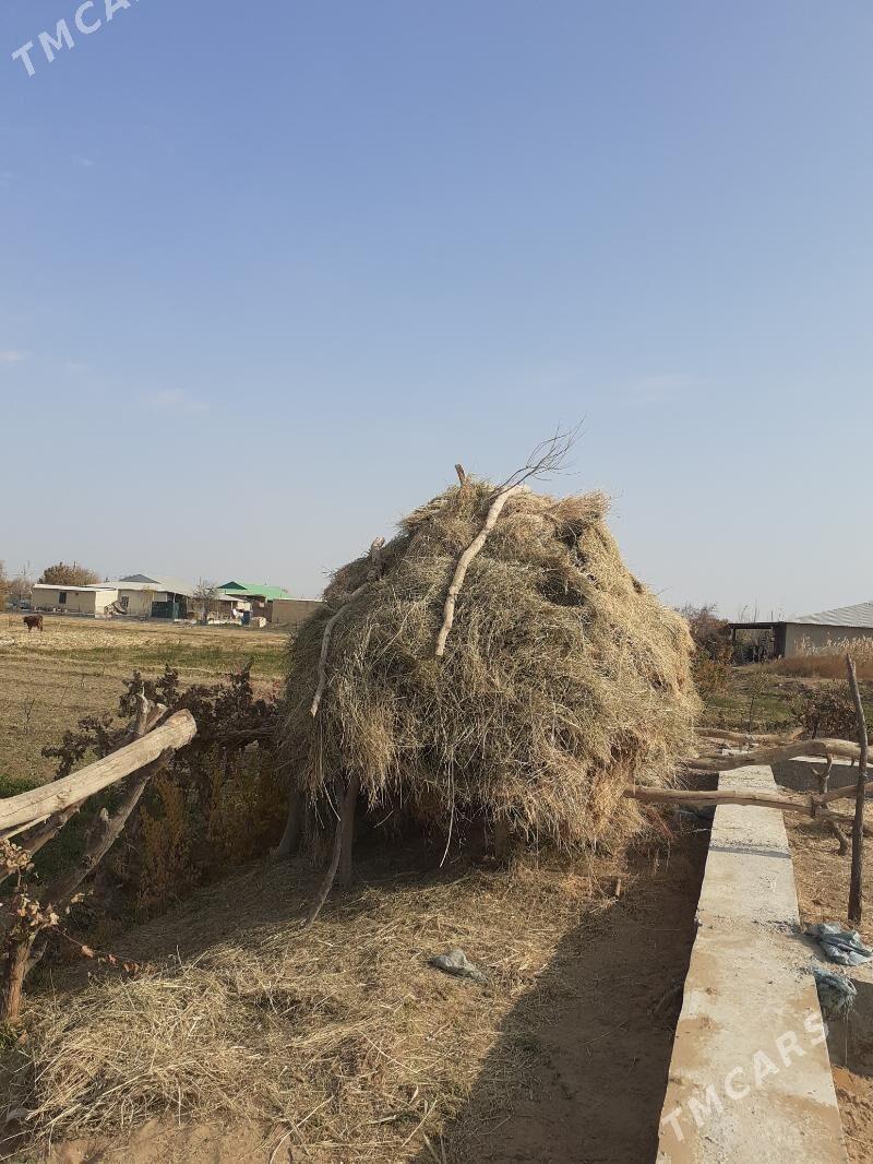 ot - Фарап - img 2